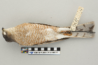 Accipiter striatus image