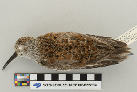 Calidris alpina image