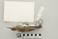 Calidris alpina image