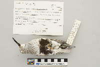 Calidris alpina image