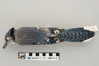 Cyanocitta cristata image