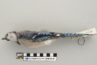 Cyanocitta cristata image