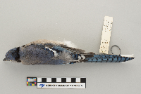 Cyanocitta cristata image