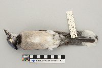 Cyanocitta cristata image
