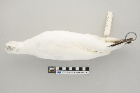 Lagopus lagopus image