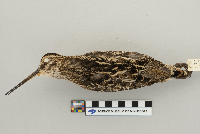 Gallinago gallinago image