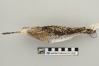 Gallinago gallinago image
