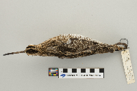 Gallinago gallinago image