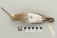 Gallinago gallinago image