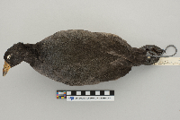 Fulica americana image