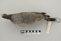 Fulica americana image