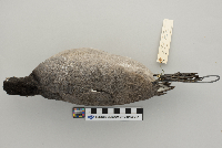 Fulica americana image