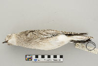 Pluvialis dominica image