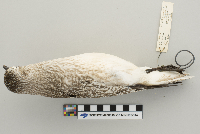 Pluvialis dominica image