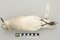 Pluvialis dominica image