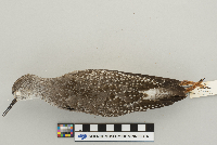 Tringa flavipes image