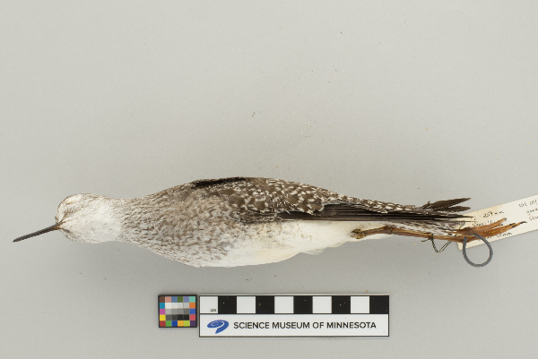 Tringinae image