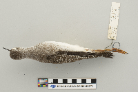 Tringa flavipes image
