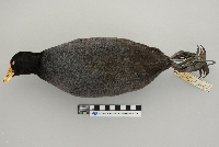 Fulica americana image