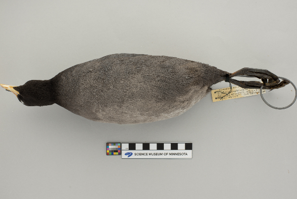 Fulica americana image