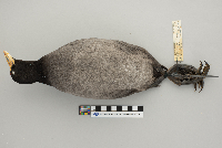 Fulica americana image