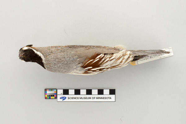 Phasianidae image