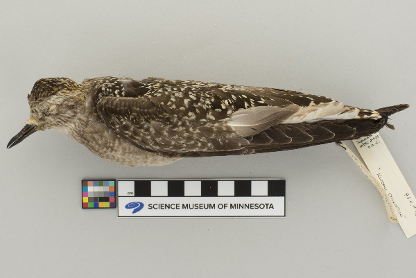 Pluvialis dominica image