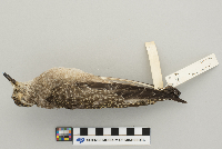 Pluvialis dominica image