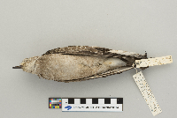 Pluvialis dominica image