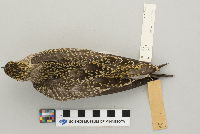 Pluvialis dominica image