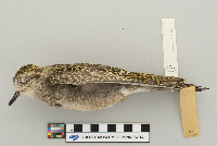 Pluvialis dominica image