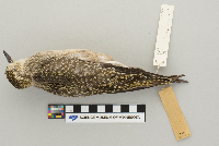 Pluvialis dominica image