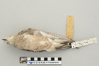 Pluvialis dominica image