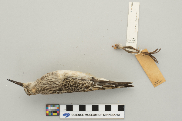Calidris image