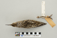 Calidris melanotos image