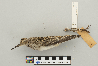 Calidris melanotos image