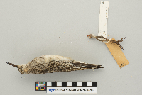 Calidris melanotos image
