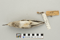 Calidris melanotos image