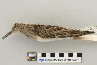 Calidris melanotos image