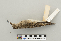 Calidris melanotos image