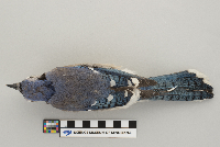 Cyanocitta cristata image