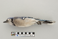 Cyanocitta cristata image