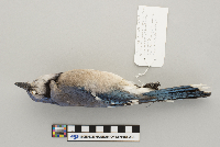 Cyanocitta cristata image