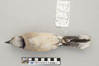 Cyanocitta cristata image