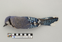 Cyanocitta cristata image