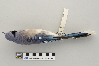 Cyanocitta cristata image