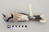 Cyanocitta cristata image