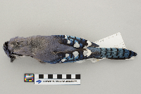 Cyanocitta cristata image