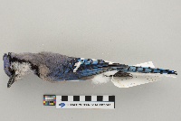 Cyanocitta cristata image