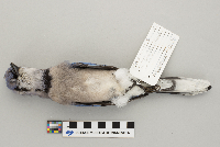 Cyanocitta cristata image